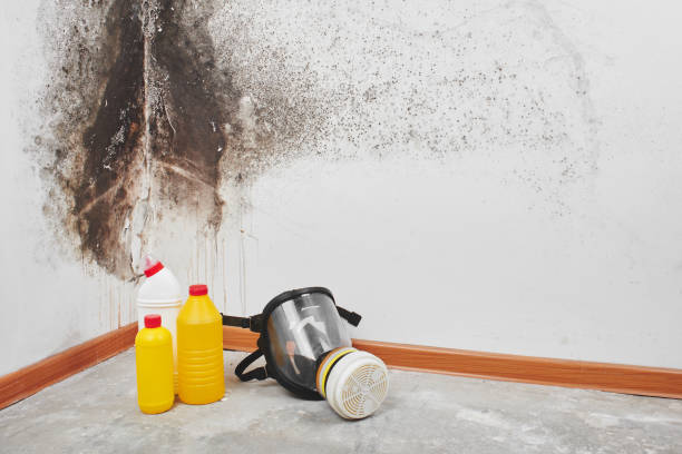 Best Crawl Space Mold Removal  in Danville, IA