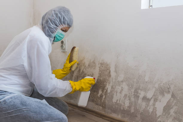 Best Certified Mold Removal  in Danville, IA
