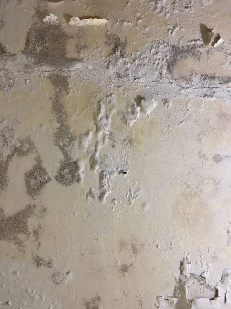 Best Same-Day Mold Removal  in Danville, IA