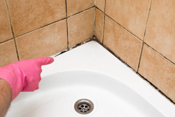 Best Office Mold Removal Services  in Danville, IA